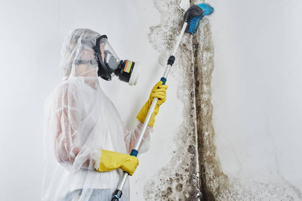 Best Toxic Mold Removal  in New Lebanon, OH