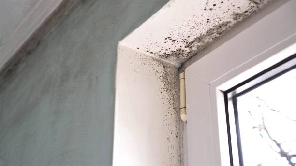 Best Commercial Mold Removal  in New Lebanon, OH