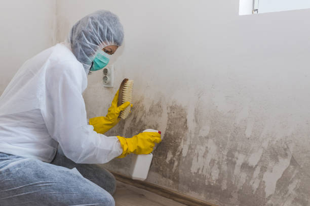 Best Best Mold Removal Companies  in New Lebanon, OH