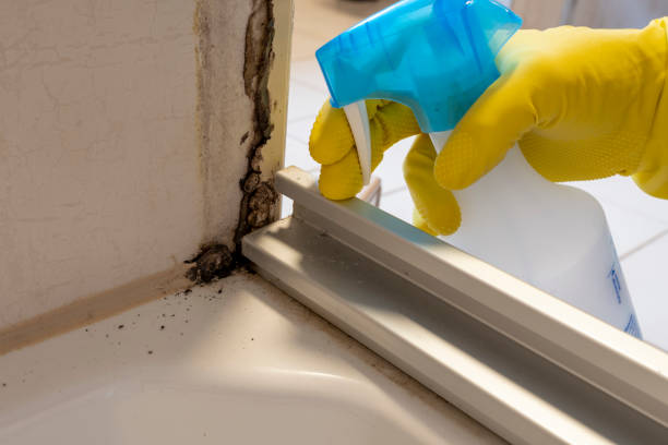 Best Mold Remediation  in New Lebanon, OH
