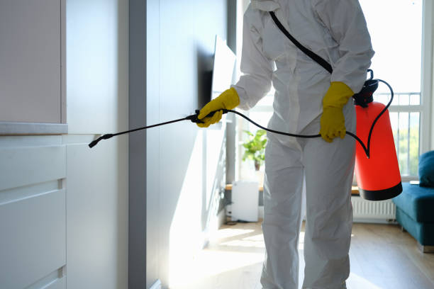 Best Mold Removal and Inspection  in New Lebanon, OH