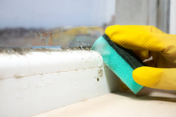 Best Office Mold Removal Services  in New Lebanon, OH