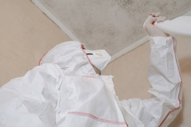 Best Black Mold Removal  in New Lebanon, OH