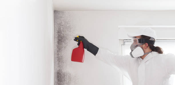 Best Local Mold Removal Service  in New Lebanon, OH
