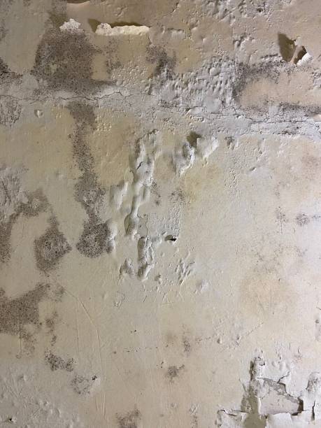 Best Mold Damage Repair  in New Lebanon, OH