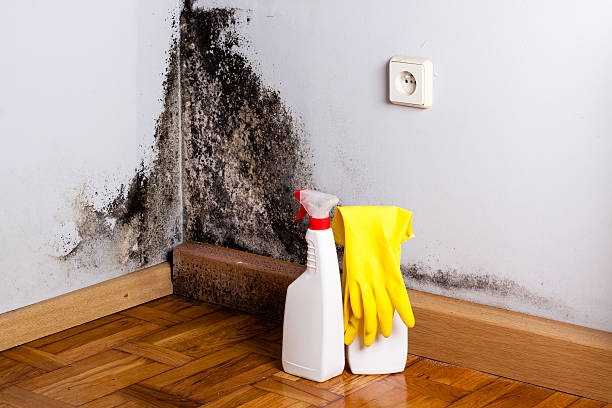 Best Residential Mold Removal  in New Lebanon, OH