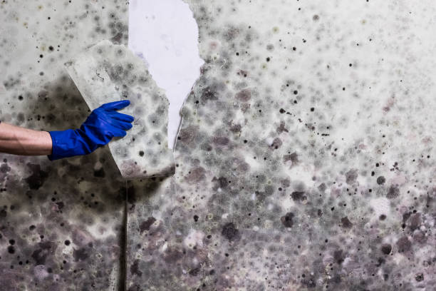 Best Mold Testing  in New Lebanon, OH