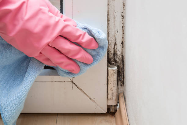 Trusted New Lebanon, OH Mold Removal Experts